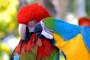 Macaw's Available for Adoption