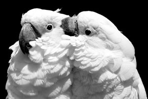 Cockatoo's Available for Adoption