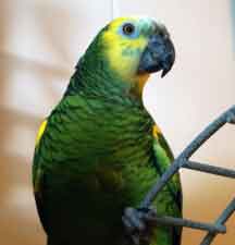 will parrot
