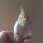 Darby Cockatiel 