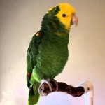  “RIO” The Double Yellow Headed Amazon “RIO” is a wonder full semi-tame tame. Double Yellow headed who is seeking his forever home. “RIO” comes along with a very nice Cage. His Adoption Fee has been lowered to $400.00 