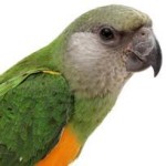 Cali ‘Senegal Parrot 