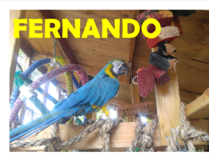 FERNANDO