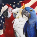 Find a Avian Vet