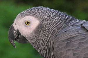 African Greys Available for Adoption