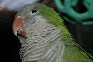 Quaker's Available for Adoption