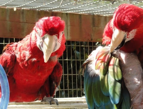 Feather Loss: Cause and Treatment