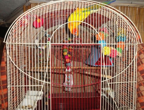 Cage Care
