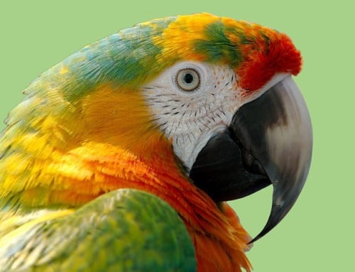 What Do You Need Besides The Bird?