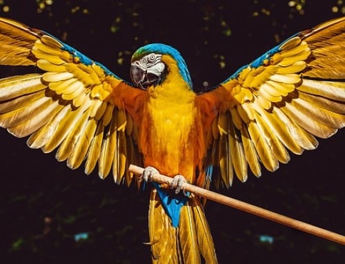Considering Adopting a Second-Chance Parrot? / Setting Up for the New Arrival.