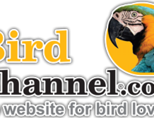 Bird Channel Article