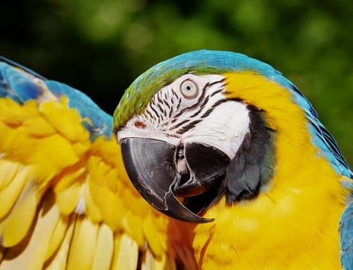 Wild Baby Bird Formula