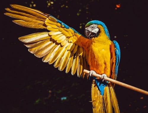 Items Dangerous to Parrots