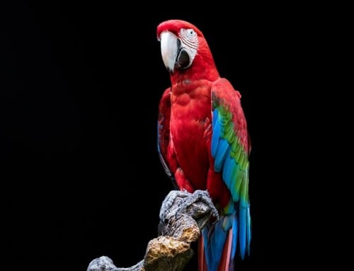 Perches