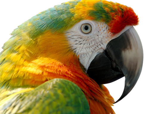 10 Things You Need to Know Before Adopting a Bird