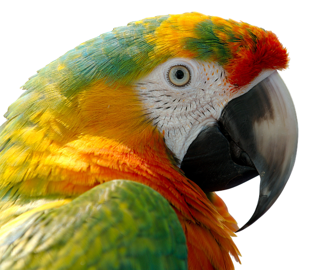 Parrot Adoption