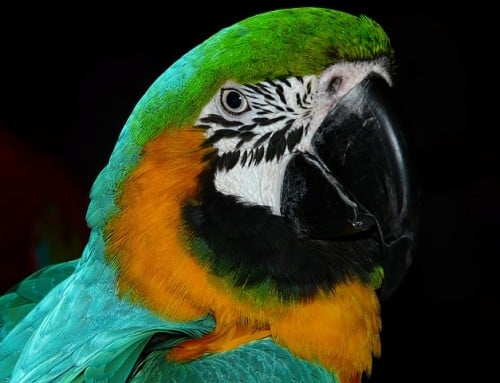 How to Get Your Bird to Eat a Varied Diet