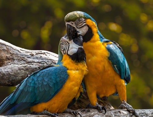 Recipes For Your Birds
