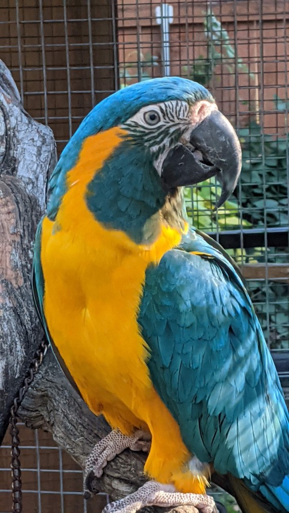 (Ben) The Blue Throat (Caninde) Macaw